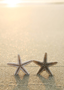 海灘上的海星