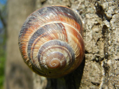 蝸牛