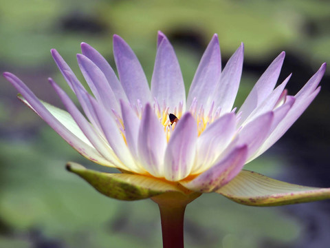 蓮花變焦相機(jī)