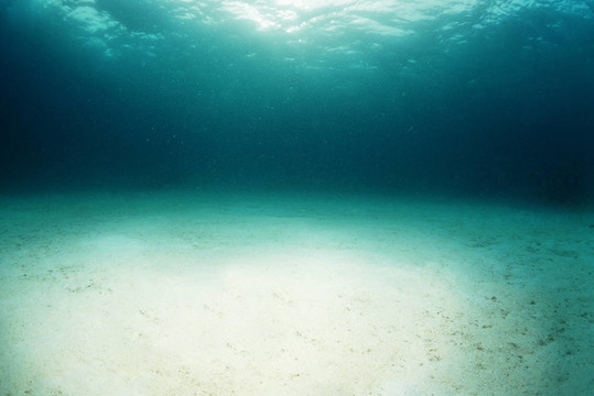 海之星或starfis在珊瑚卷