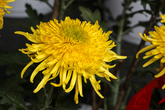 菊花
