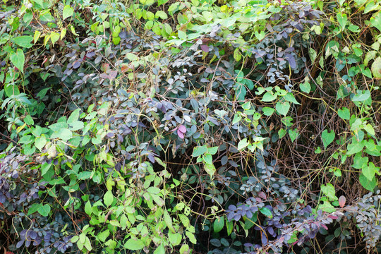 綠植墻