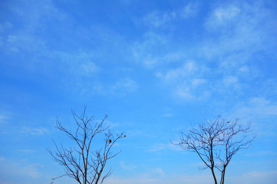 樹枝天空