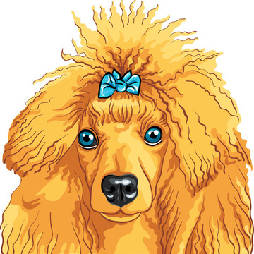 狗的紅貴賓犬的彩色素描