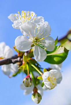 盛开在樱花树上的白花