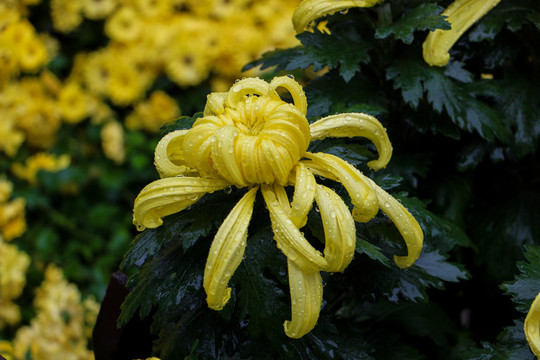 黃菊花