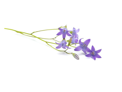風(fēng)鈴草孔雀草的花