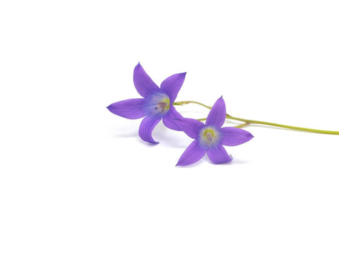 風(fēng)鈴草孔雀草的花