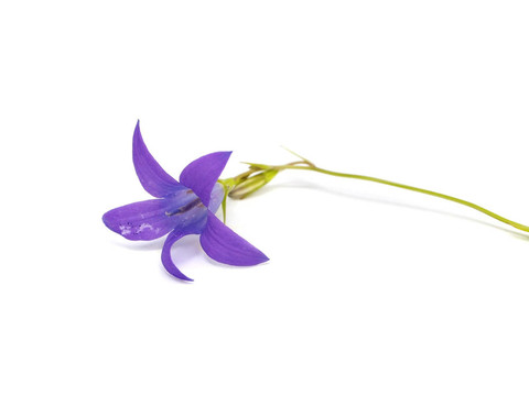風(fēng)鈴草孔雀草的花