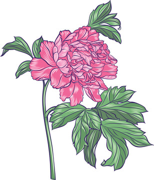 粉紅牡丹