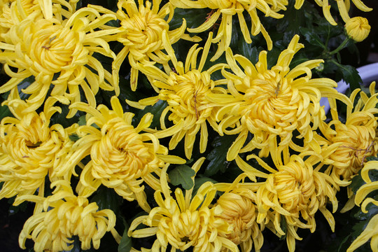 菊花