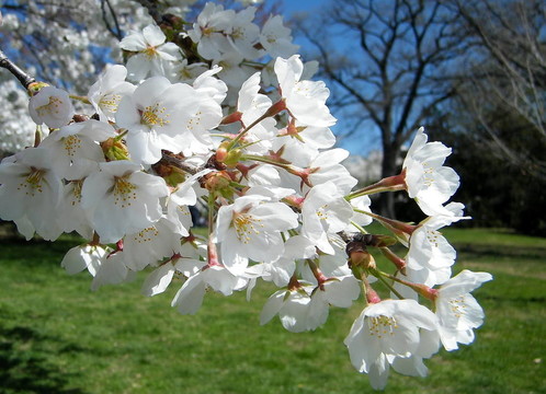 櫻花2010華盛頓分公司