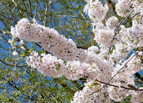 華盛頓的櫻花2010支