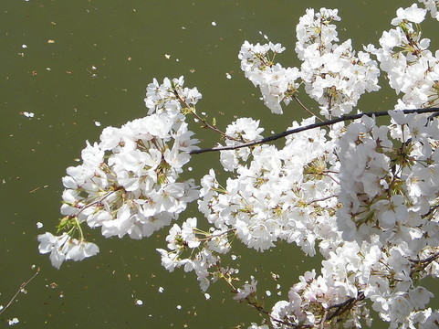 華盛頓櫻花花瓣潮汐湖2010