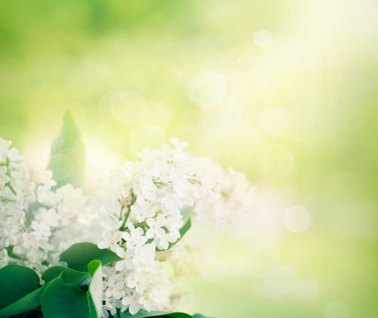 whitelilac花園里的花