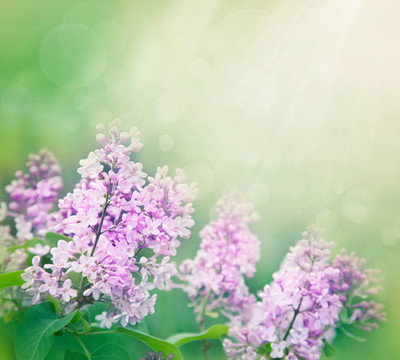 丁香花的背景