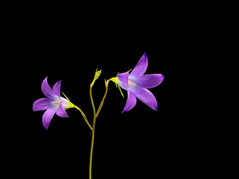 風(fēng)鈴草孔雀草的花