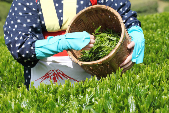 綠茶園
