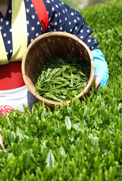 綠茶園