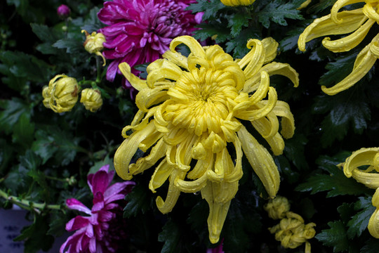菊花