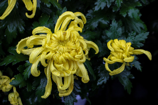 菊花