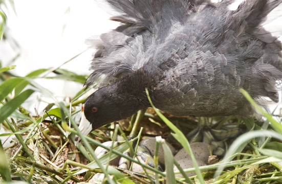 在巢雞蛋Waterhen Coot
