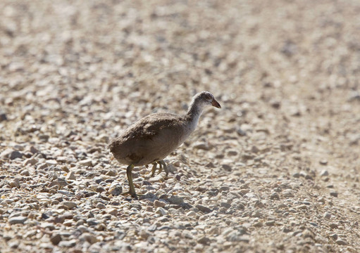 Coot Waterhen的嬰兒