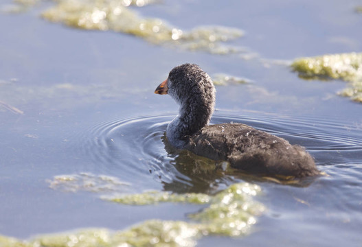 Coot Waterhen的嬰兒