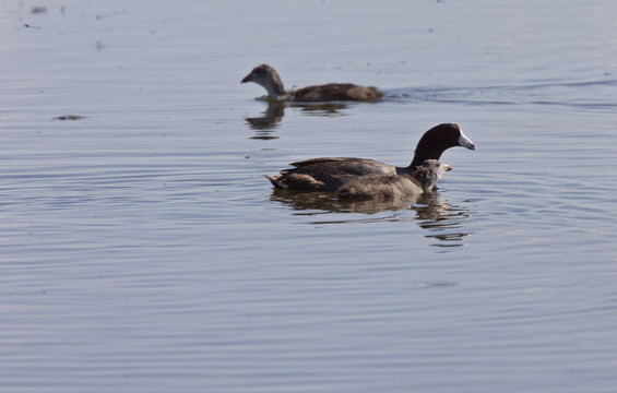 Coot Waterhen的嬰兒