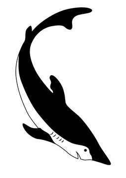 白色背景上的鯊魚鯊魚剪影；