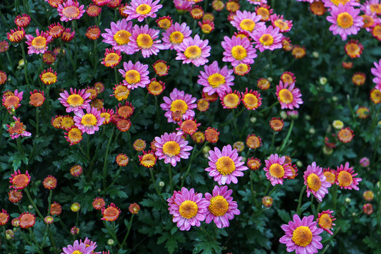 小菊花
