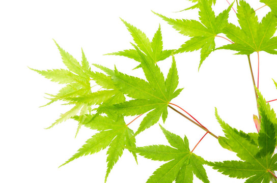 綠色楓葉；白色分離