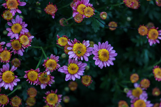小菊花