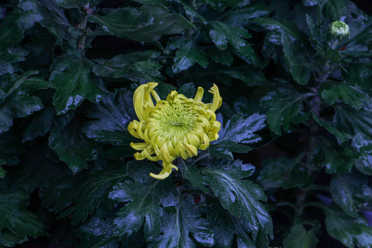 一片菊花