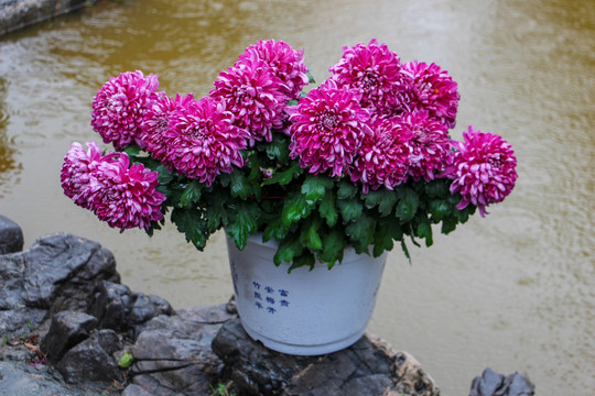 菊花