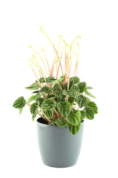 盆栽植物