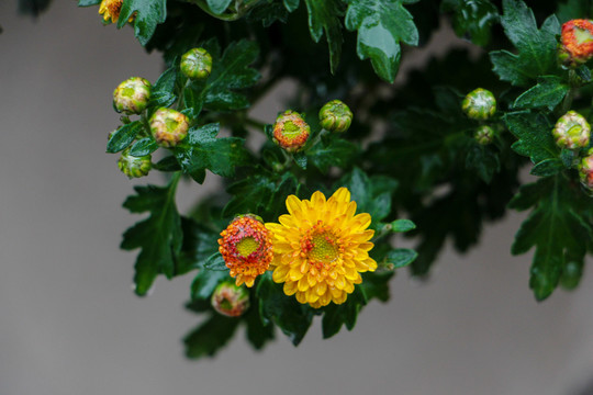 小菊花
