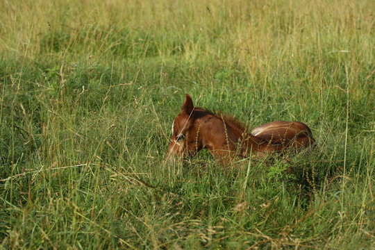 休息的小馬駒