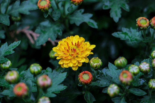 小菊花