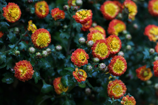 小菊花