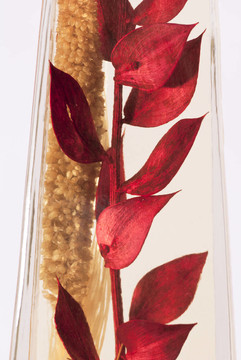 紅樹葉枝