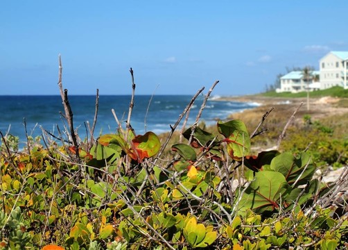 開曼群島的海岸線