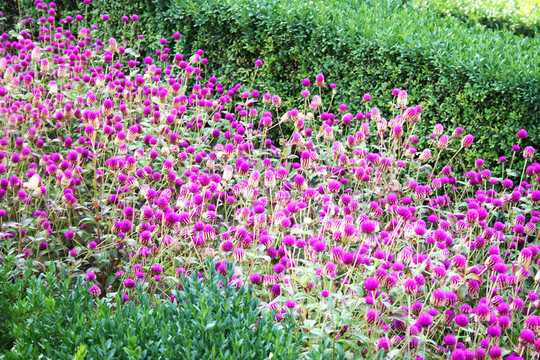 lflowers