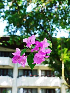 花