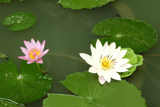 白蓮花在陰塘等小。
