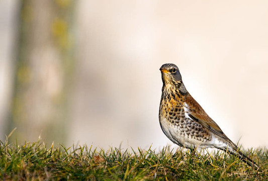 Fieldfare。Turdus毛發(fā)。