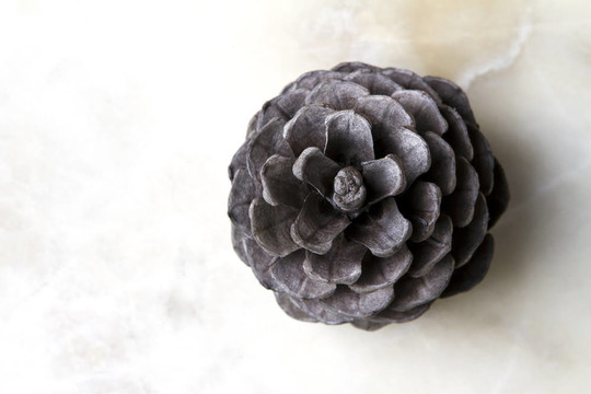 松樹(shù)的球果