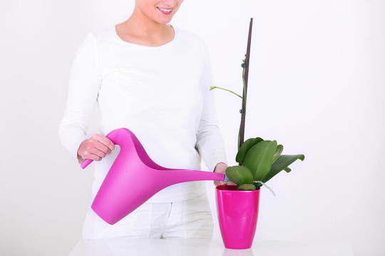 給花澆水