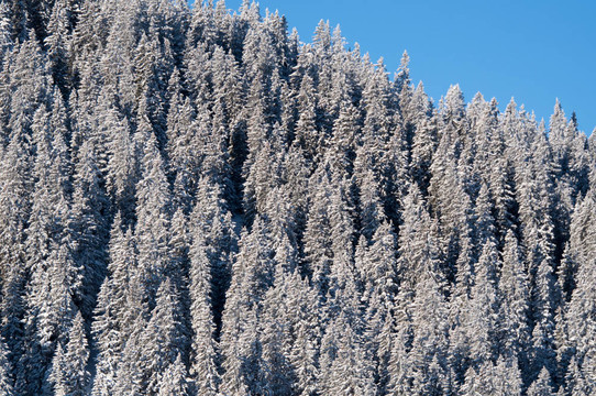 覆雪松樹(shù)