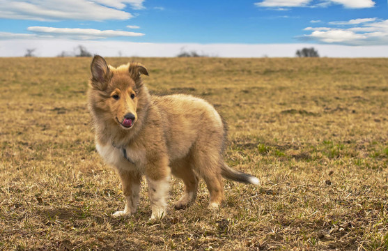 牧羊犬仔